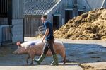 An employee moves a sow pig at a farm in Driffield, U.K.