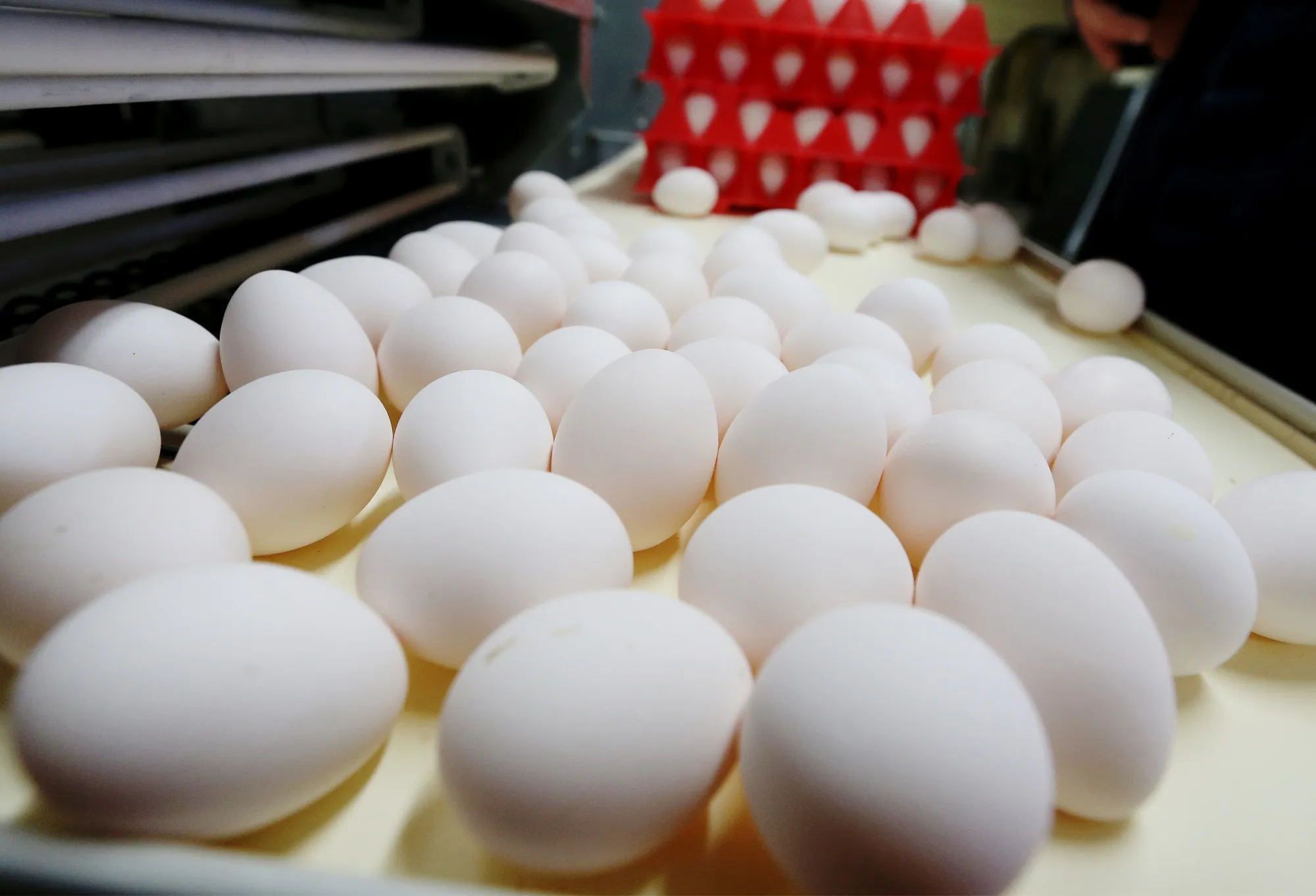 Operations At An Egg Farm As Poultry Farmers Adjust To Trade Agreements 