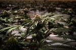 Aphria, Tilray Combine To Create Biggest Cannabis Company