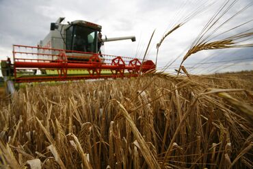 A combine harvester drives over a barley