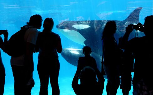Visitors look at orca whales at SeaWorld in San Diego, July 17, 2013.