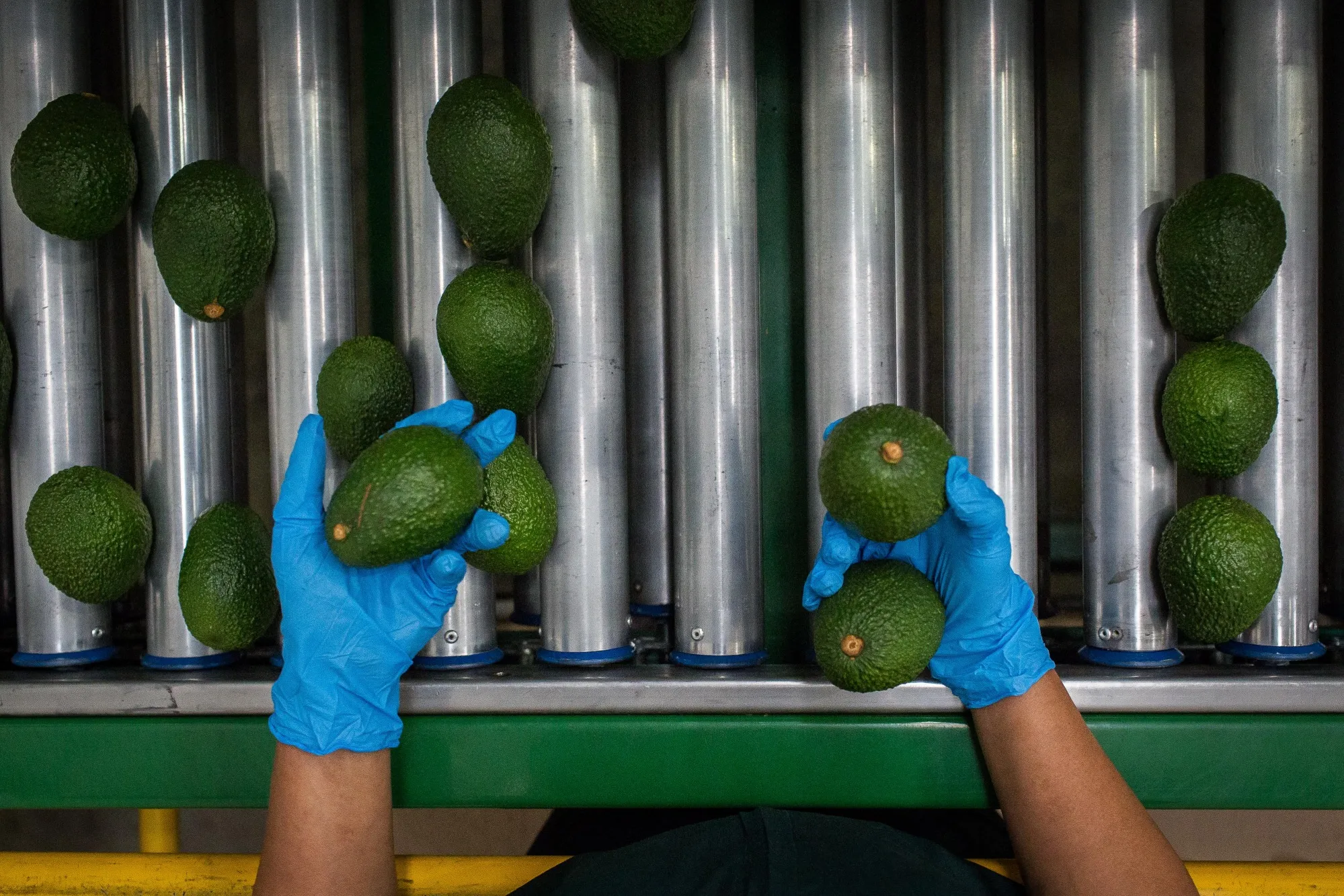 Avocado Farming And Harvest As Colombia Releases Trade Balance Figures