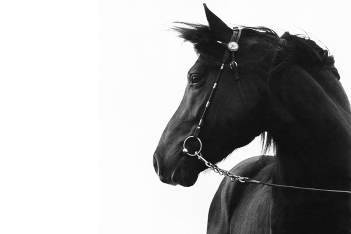 Книга черный конь. Черная лошадь в стойле. Лошади в стойле картинки. Грива против света. Конина картинки чёрно-белые весёлые красивые.