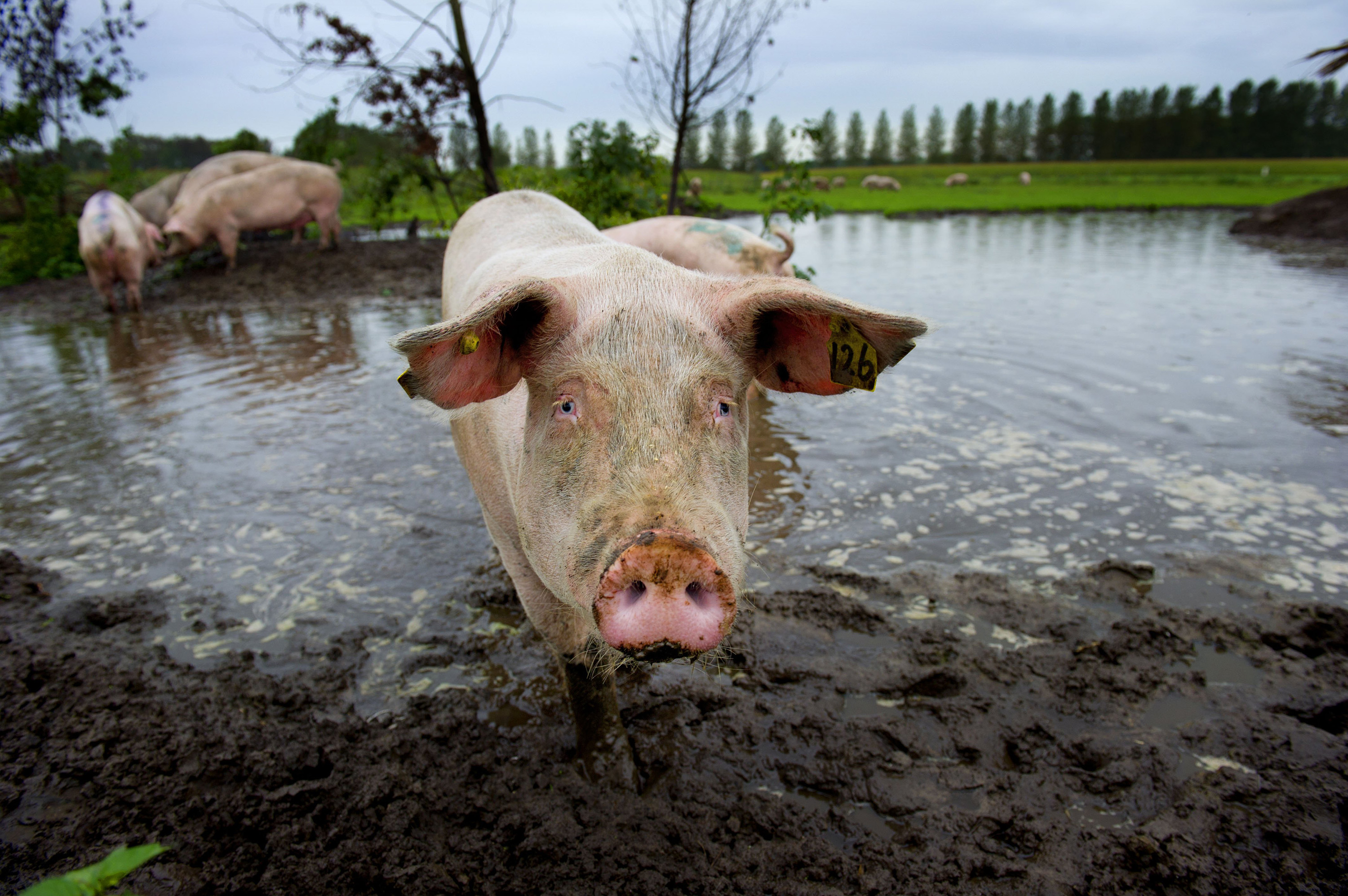 Pigs take a mud bath at a pig farm in Esch.