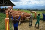 Farmers drive a herd of cattle into a holding pen&nbsp;in Mengatas, Indonesia.