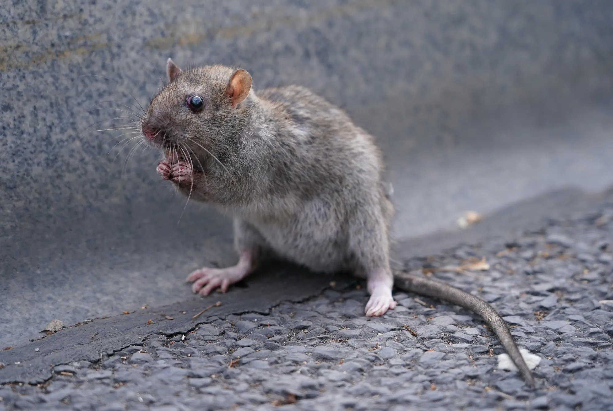 The real king of the city: a&nbsp;Norway rat in its element —&nbsp;an urban street.