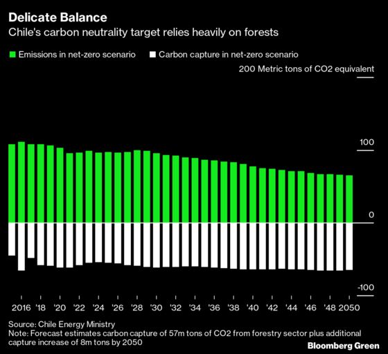 To Zero Out Emissions, Chile Must Rethink Its Forestry Industry