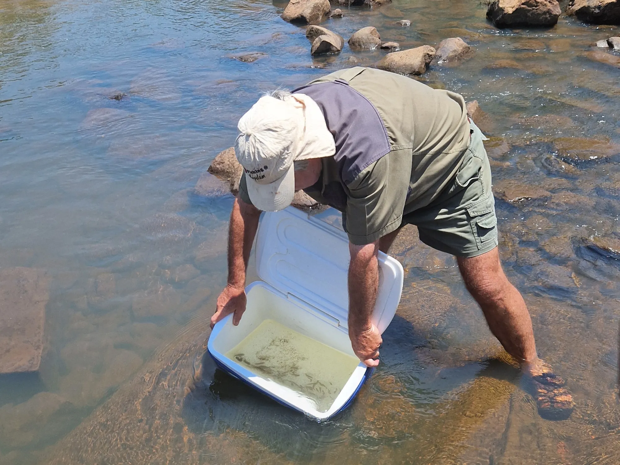 Andre Hoffman releases southern mouthbrooders into a stream.