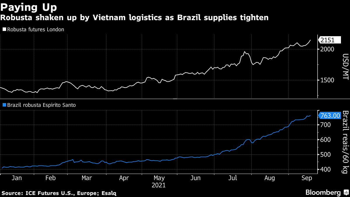 Robusta prices increase in Brazil due to dollar rise, weather in