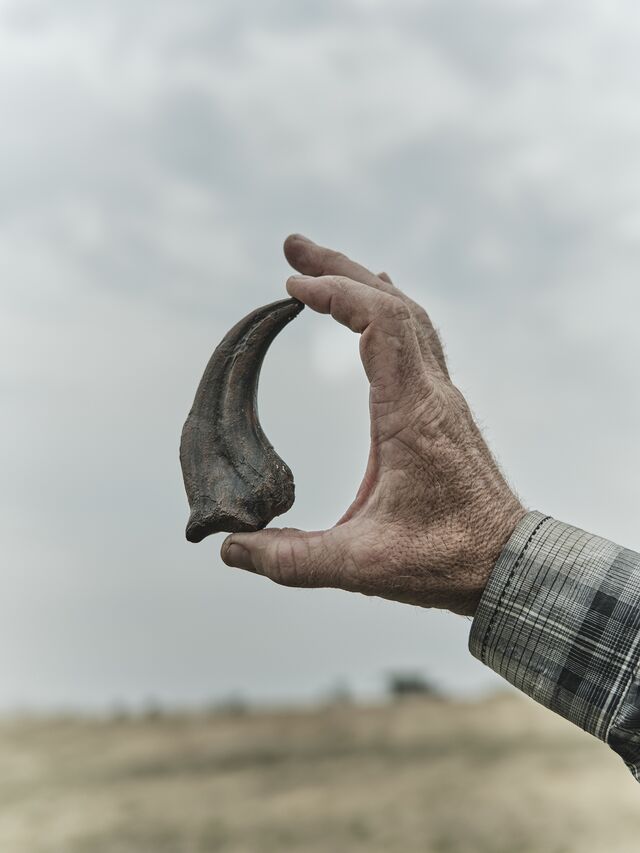 A dino claw from Phipps’s collection