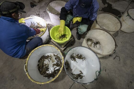 $400 Hairy Crabs Selling Out in China as Consumers Splurge