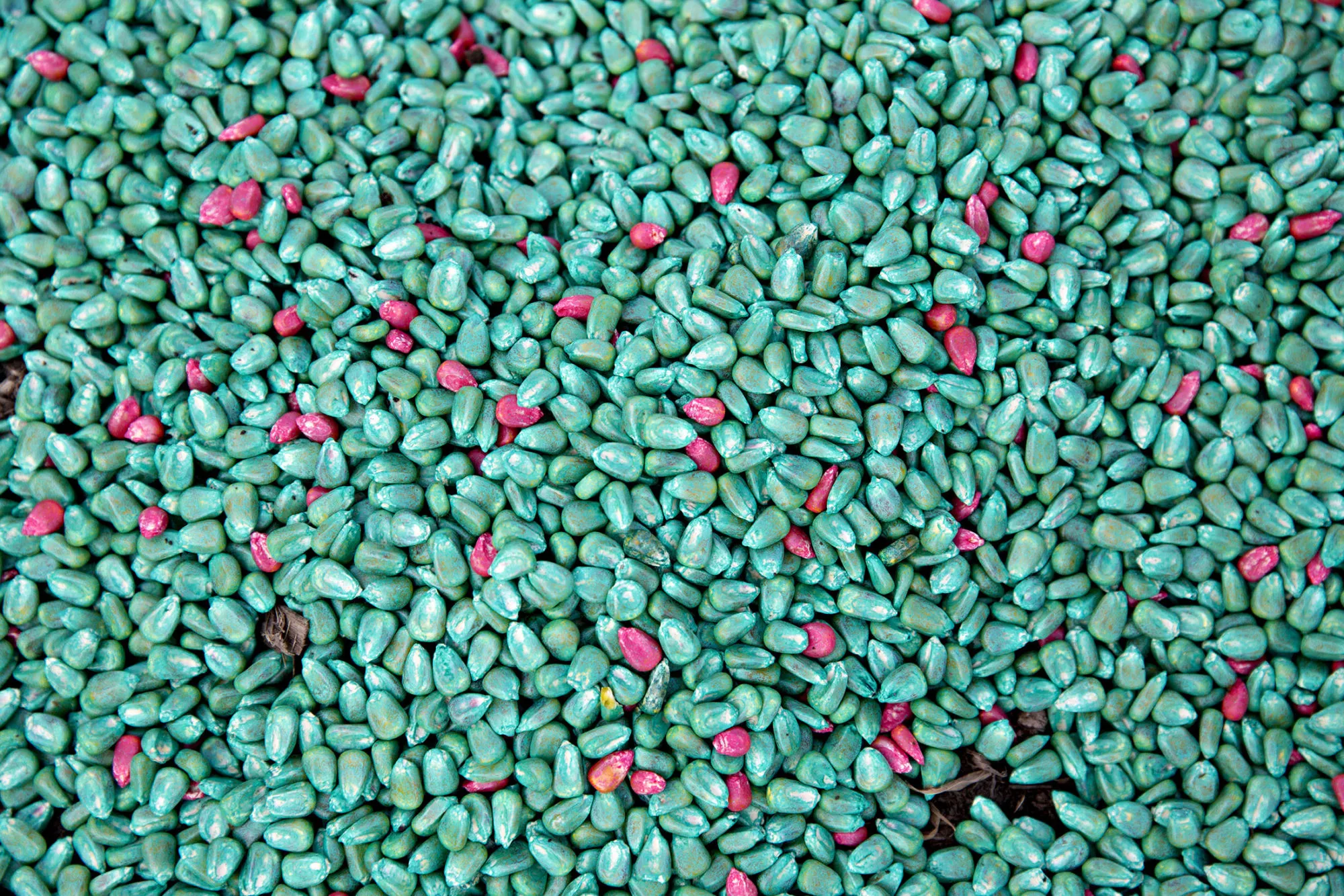 Syngenta AG Golden Harvest brand corn seeds sit in a pile at a field in Princeton, Illinois, on May 2, 2017.
