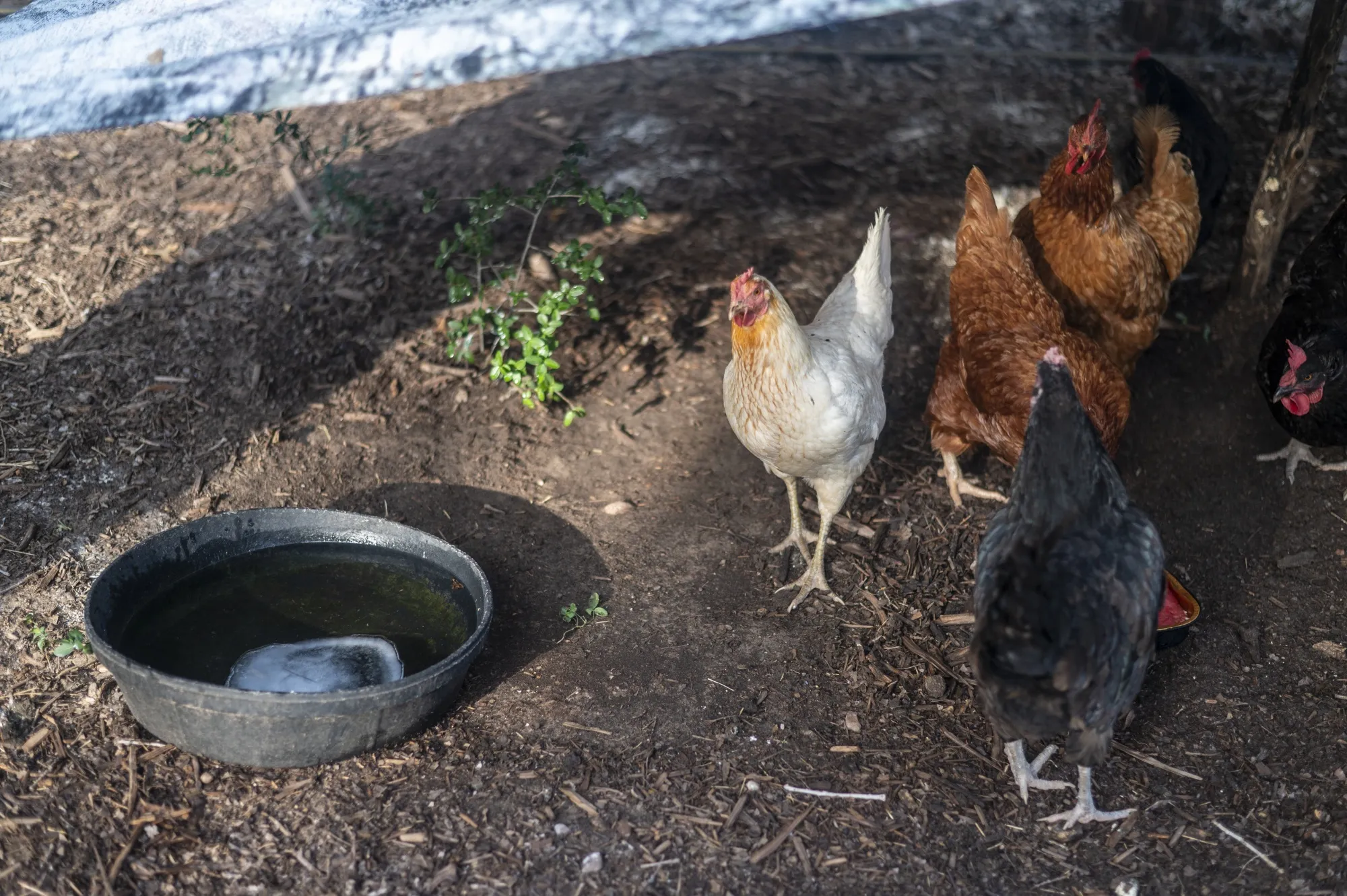 A water bowl with ice for chickens on a farm during a heatwave outside Smithville, Texas, US, on Wednesday, July 20, 2022. In Texas 100-degree Fahrenheit temperatures plus the soaring costs for feed, fertilizer, fuel and the lack of water and hay have made it too expensive for farmers to sustain livestock.