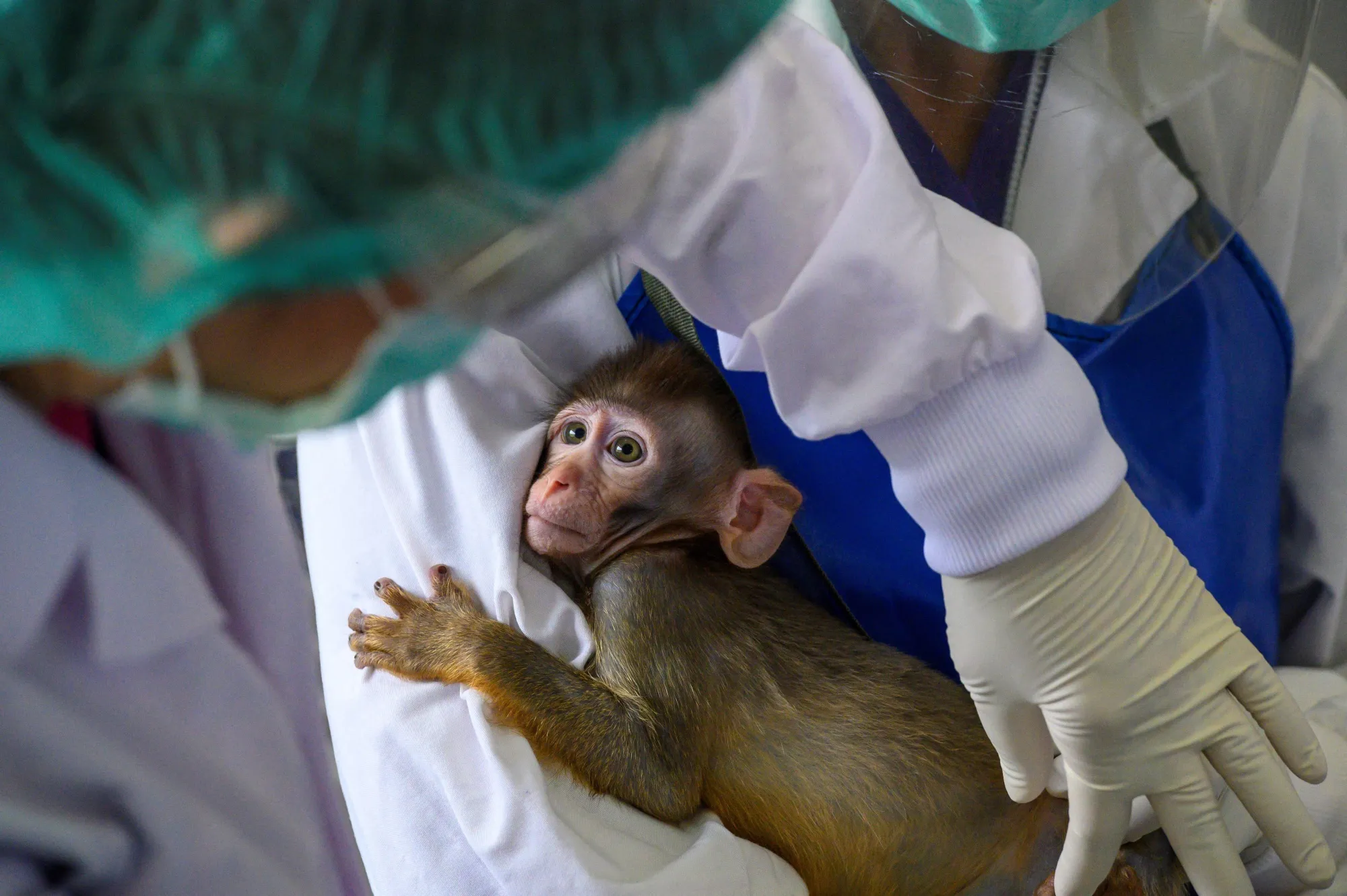 Mauritius earns $200 from each monkey export and uses the proceeds for conservation initiatives.