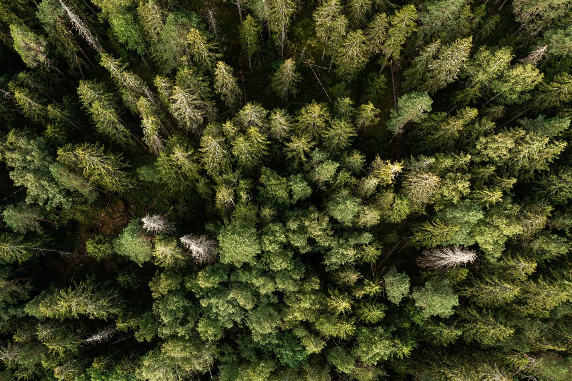 A forest in Kirkkonummi, Finland.&nbsp;