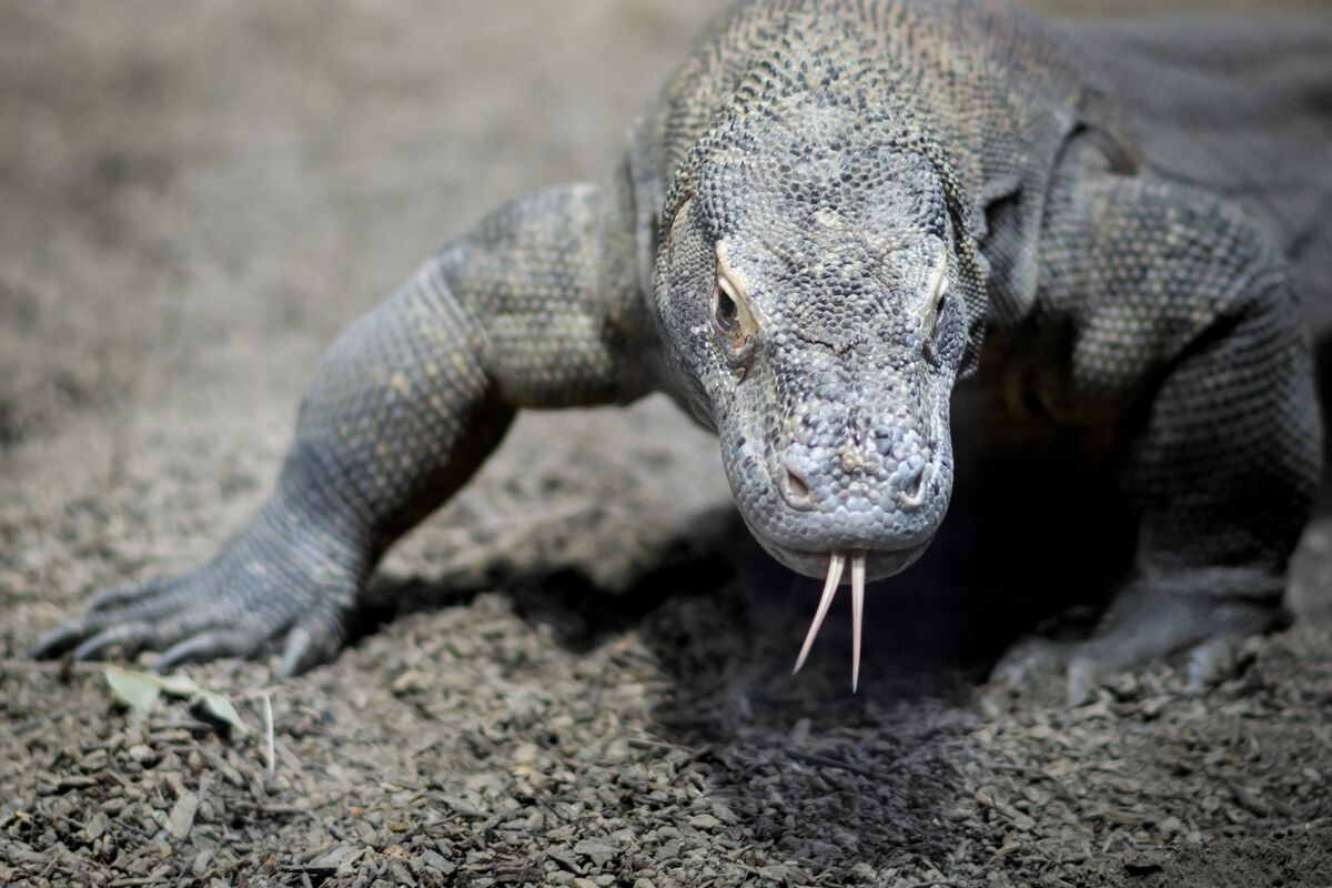 pet comodo dragon