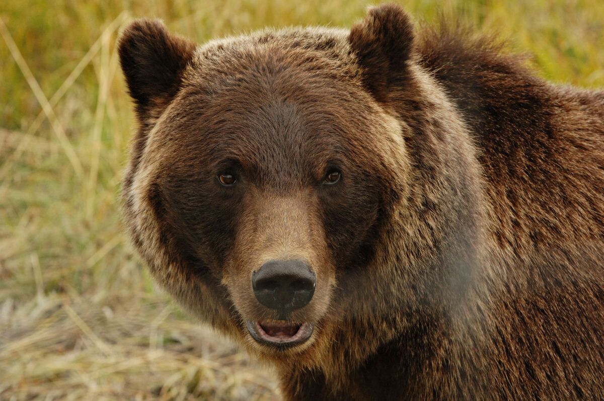 Grizzly Bear Hunting Season Could Soon Return to Wyoming - Bloomberg