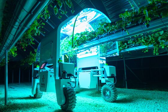 U.K. Farmers to Test Fruit-Picking Robots Amid Labor Shortage