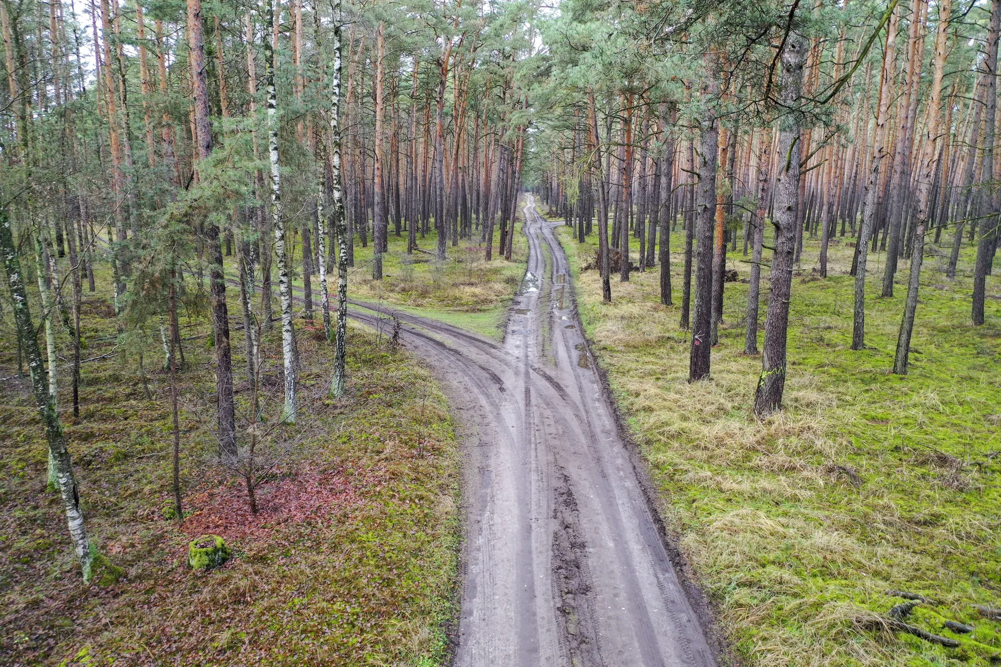 The forest near the proposed location for a Tesla Inc. Gigafactory, in Gruenheide, Germany.