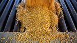 Non-GMO corn is emptied from a truck at a storage site in Malden, Illinois, U.S., on Wednesday, Sept. 30, 2015. Corn exports by the U.S., the biggest producer, are running 28 percent behind last year's pace as a stronger dollar entices buyers to go elsewhere for cheaper supply.
