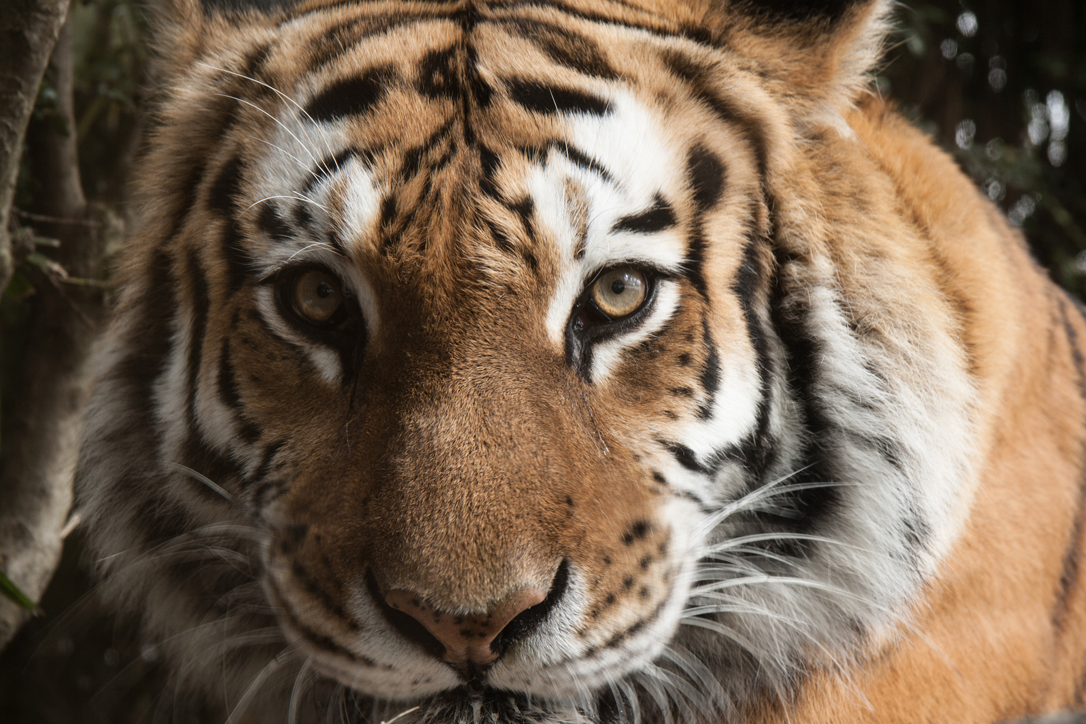 Siberian Tiger at the Bronx Zoo