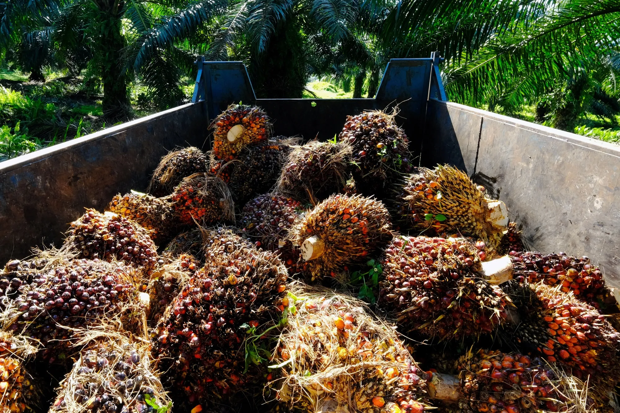 Harvested oil palm fruits are loaded into a trailer at a plantation in Malaysia.