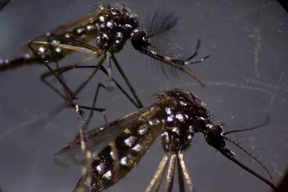 Mr. and Mrs. Dengue are still flying.