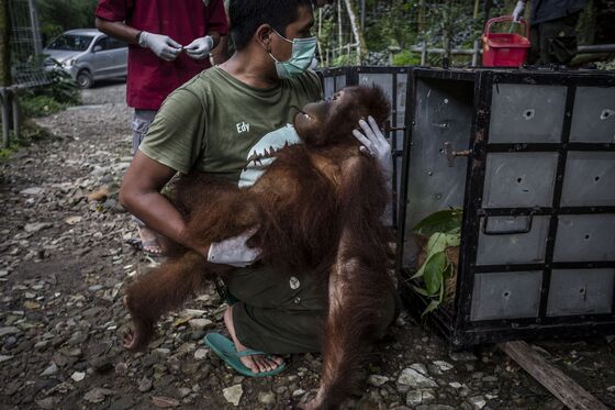 Viral Orangutan Ad on Deforestation Slammed by Palm Industry