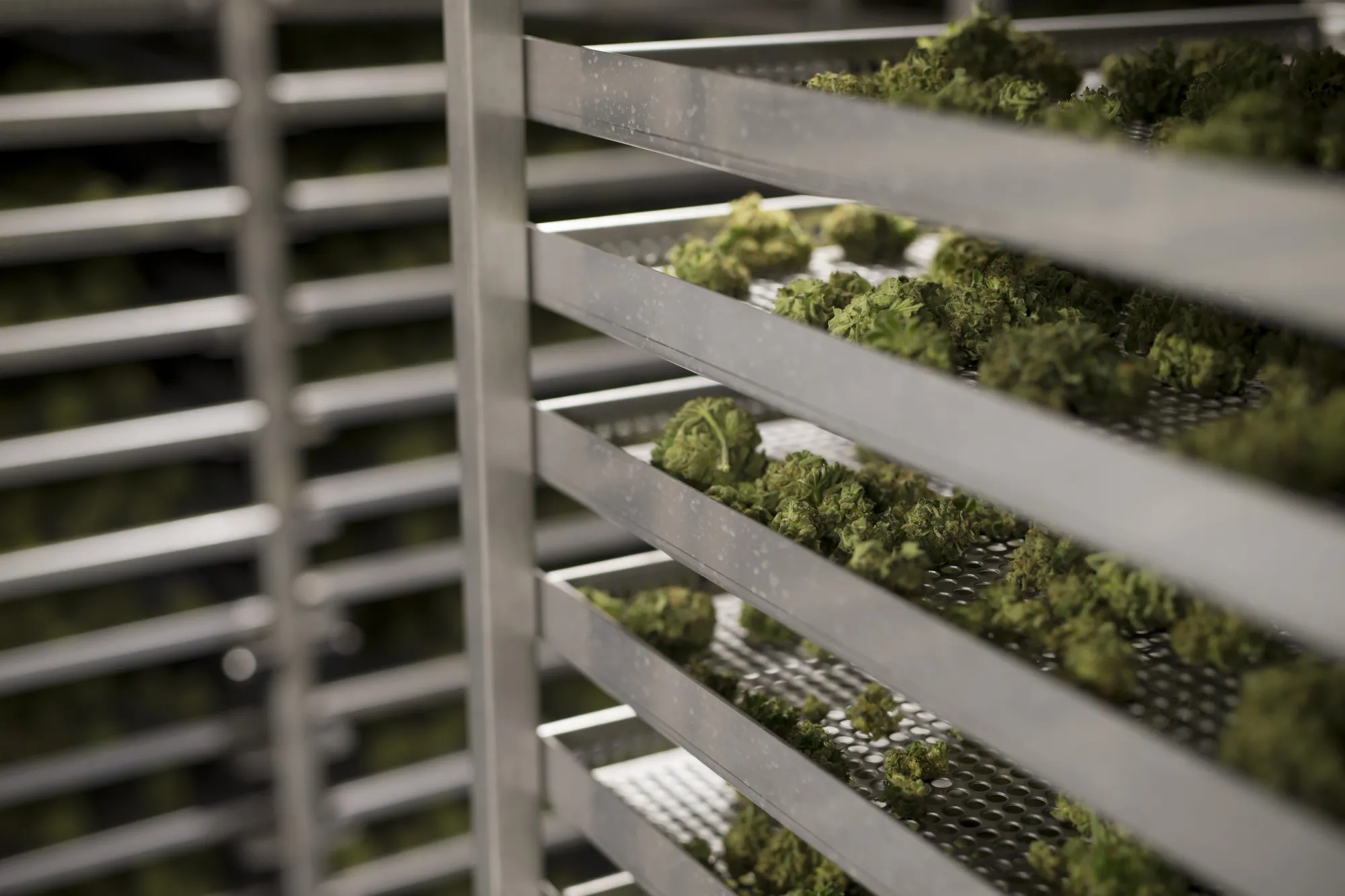 Inside CannTrust Holdings Inc. Niagara Perpetual Harvest Greenhouse As Big Money Tests Marijuana Waters