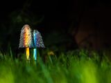 Celebrate Pride by Buying a Few Mushrooms