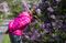 A Sign Of Post-Pandemic Spring: Sniffing Mother's Day Lilacs 