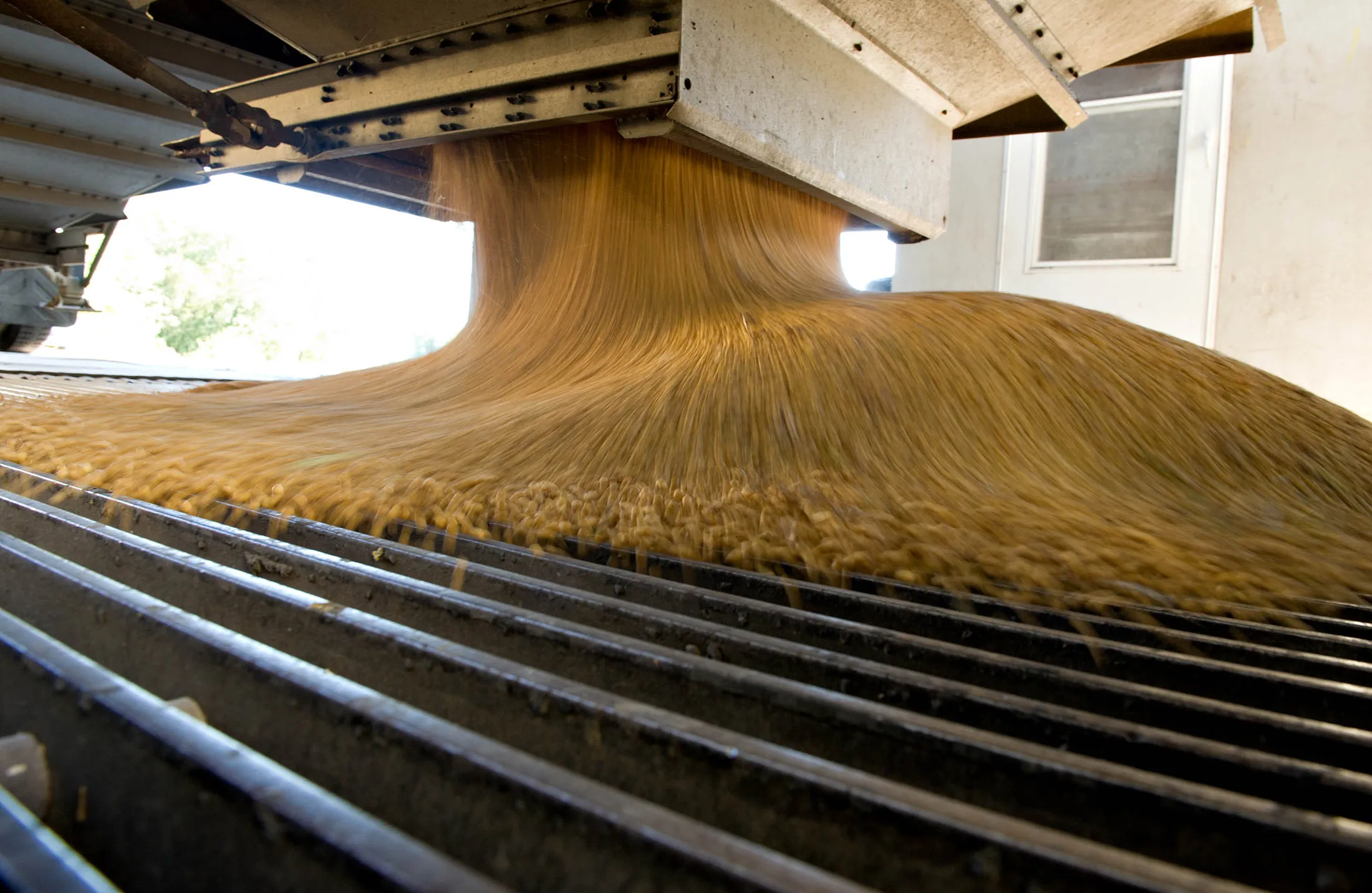 Harvested soybeans are emptied from a tractor trailer in Hennepin, Illinois.
