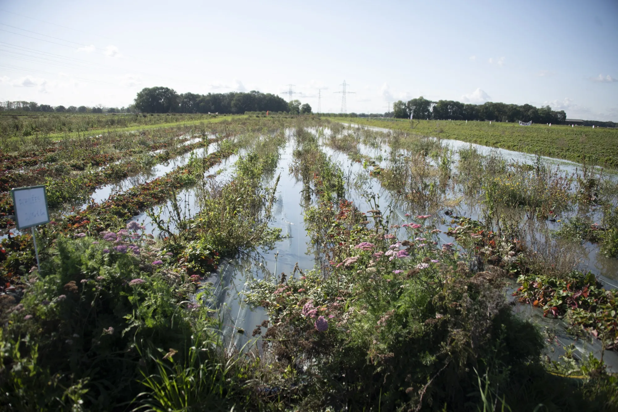 A flooded field at a farm in Jouy-en-Josas, northern France.