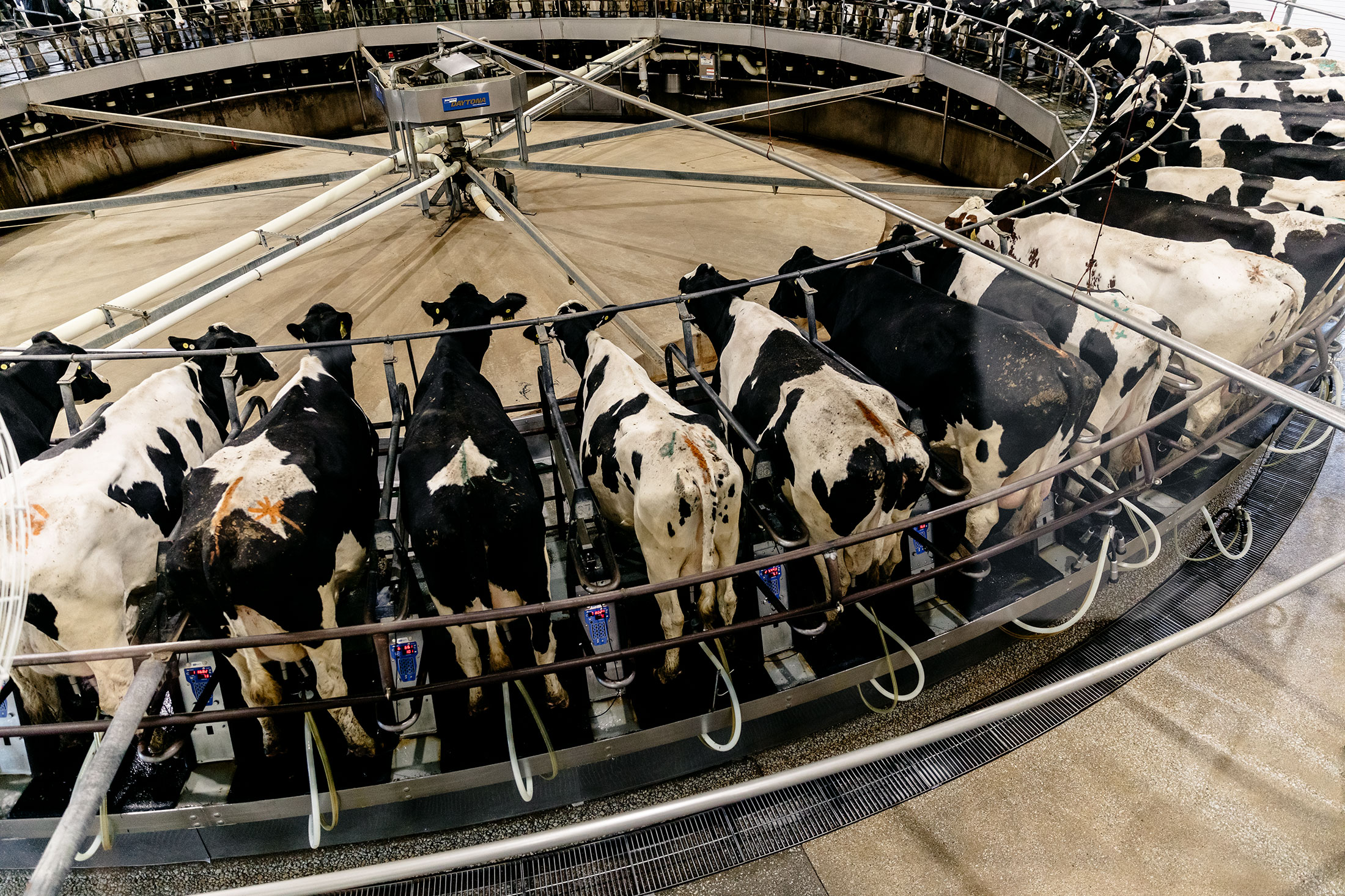 The Dairy Farm of Your Imagination Is Disappearing - Bloomberg