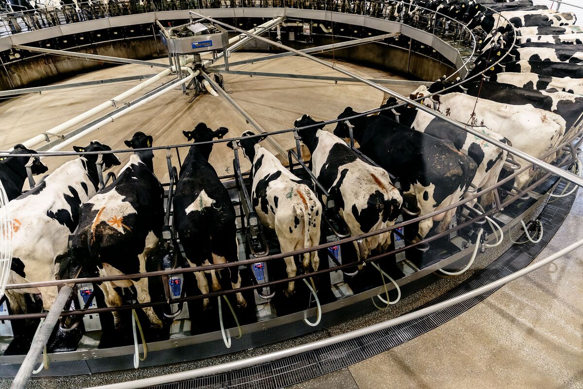 The Dairy Farm of Your Imagination Is Disappearing - Bloomberg