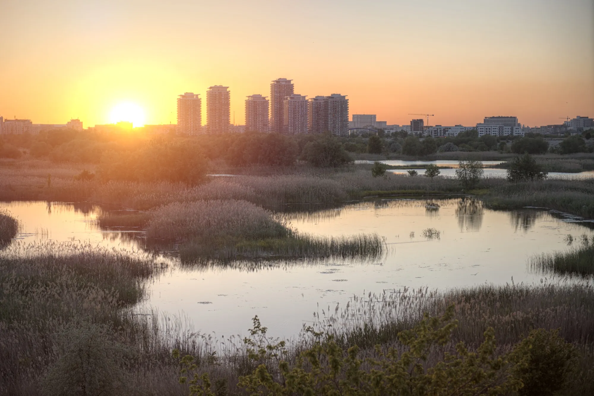 In Bucharest, passive rewilding of abandoned projects greening the city