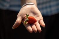 relates to Google’s Moonshot Lab Is Now in the Strawberry-Counting Business