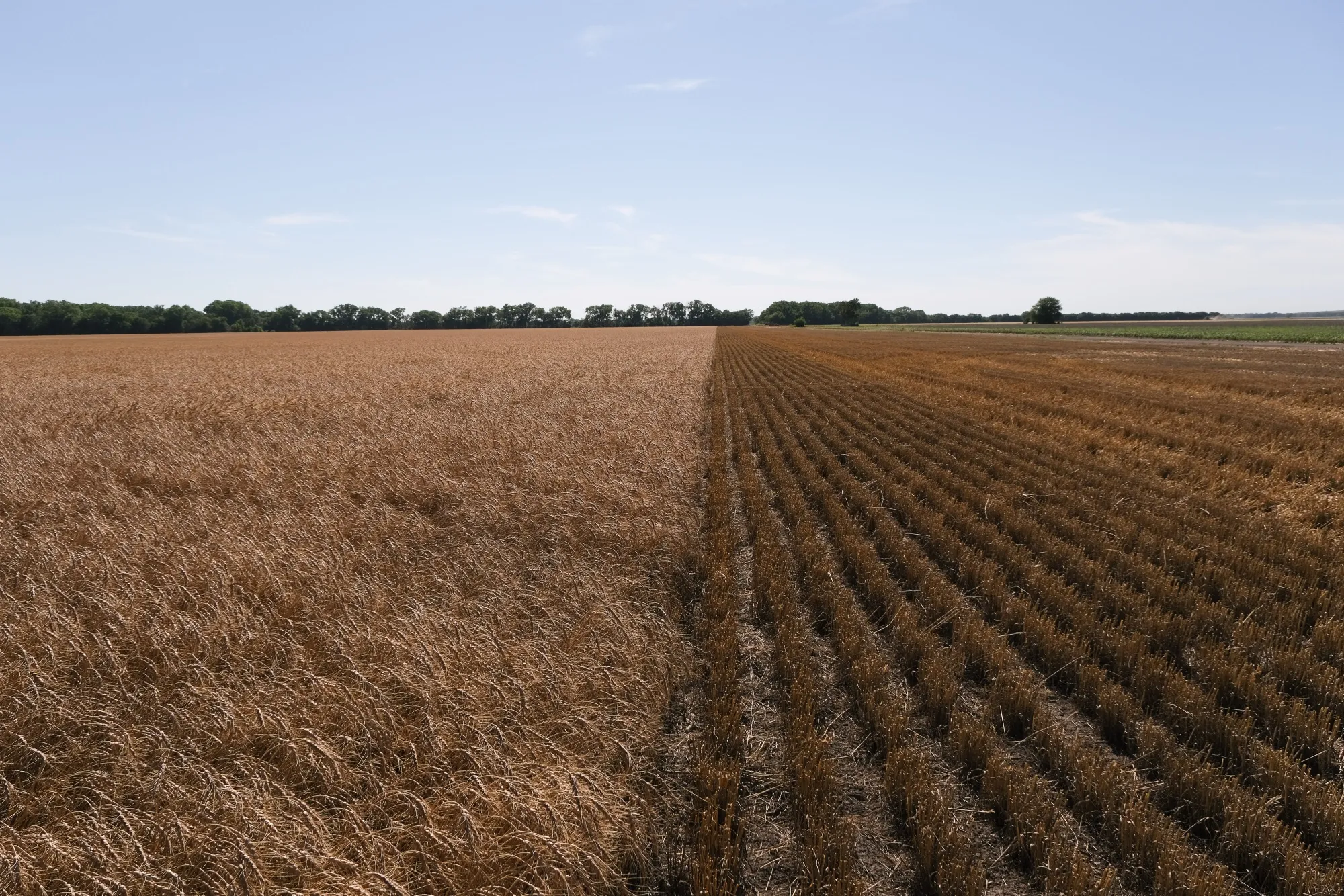 A wheat field&nbsp;in Culver, Kansas.