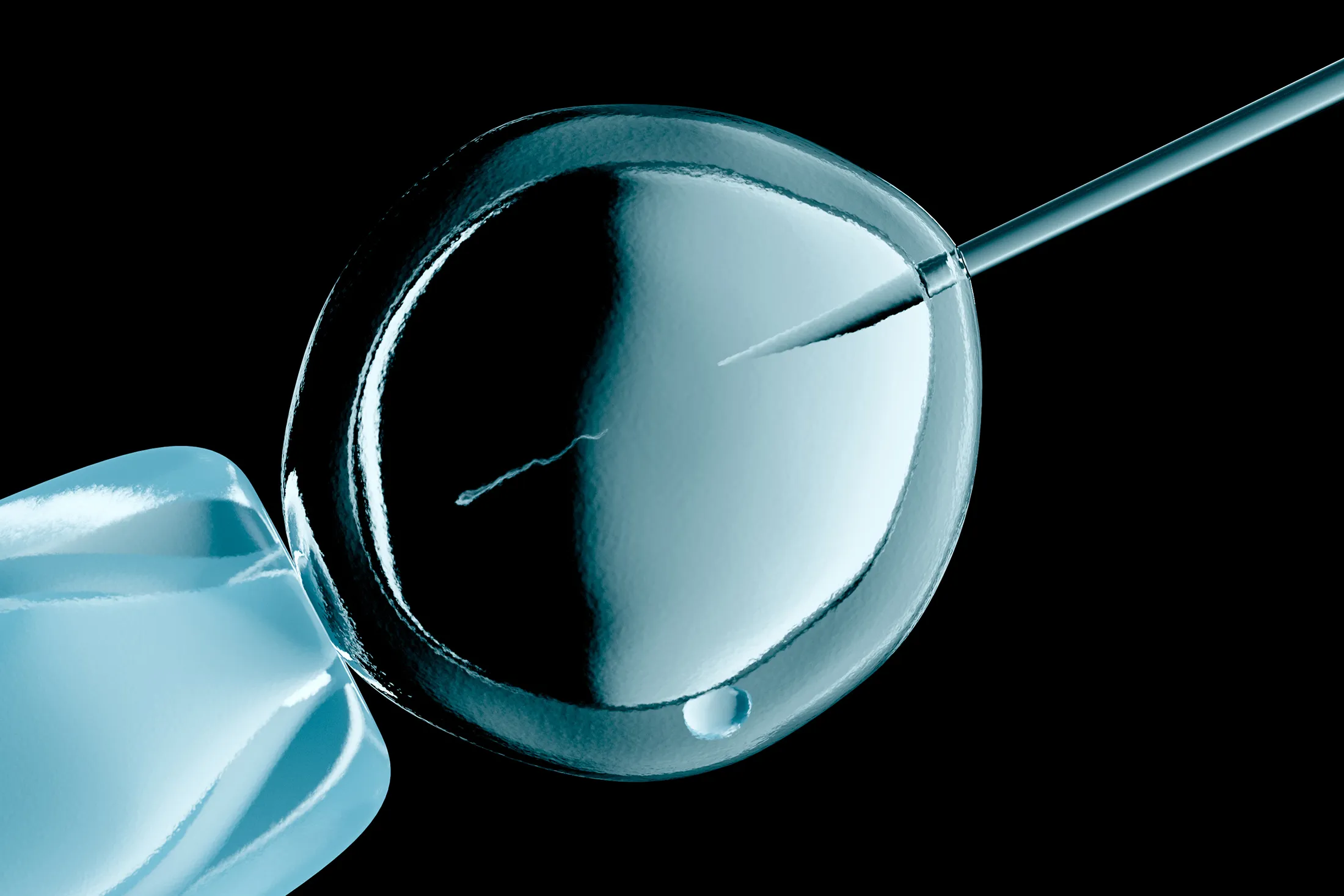 In vitro fertilization in action.