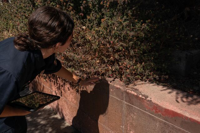 An inspector identifies greenery of concern while performing a home evaluation in August