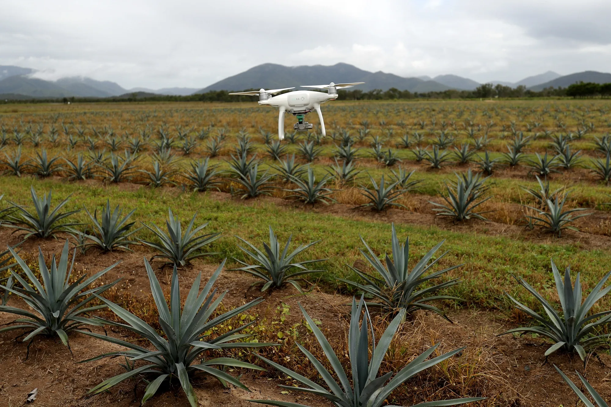 A Prospect Agriculture drone records crop health and plant growth at a farm in Australia.