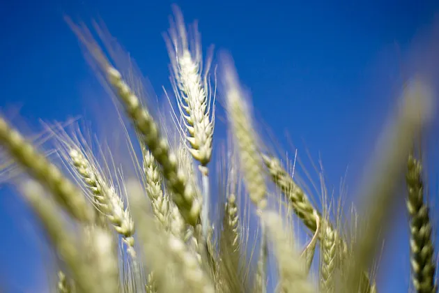 Monsanto's Billion-Dollar Bet Brings Big Data to the Farm