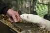 Disaster In Denmark As Covid-19 Mutation Detected On Mink Farms