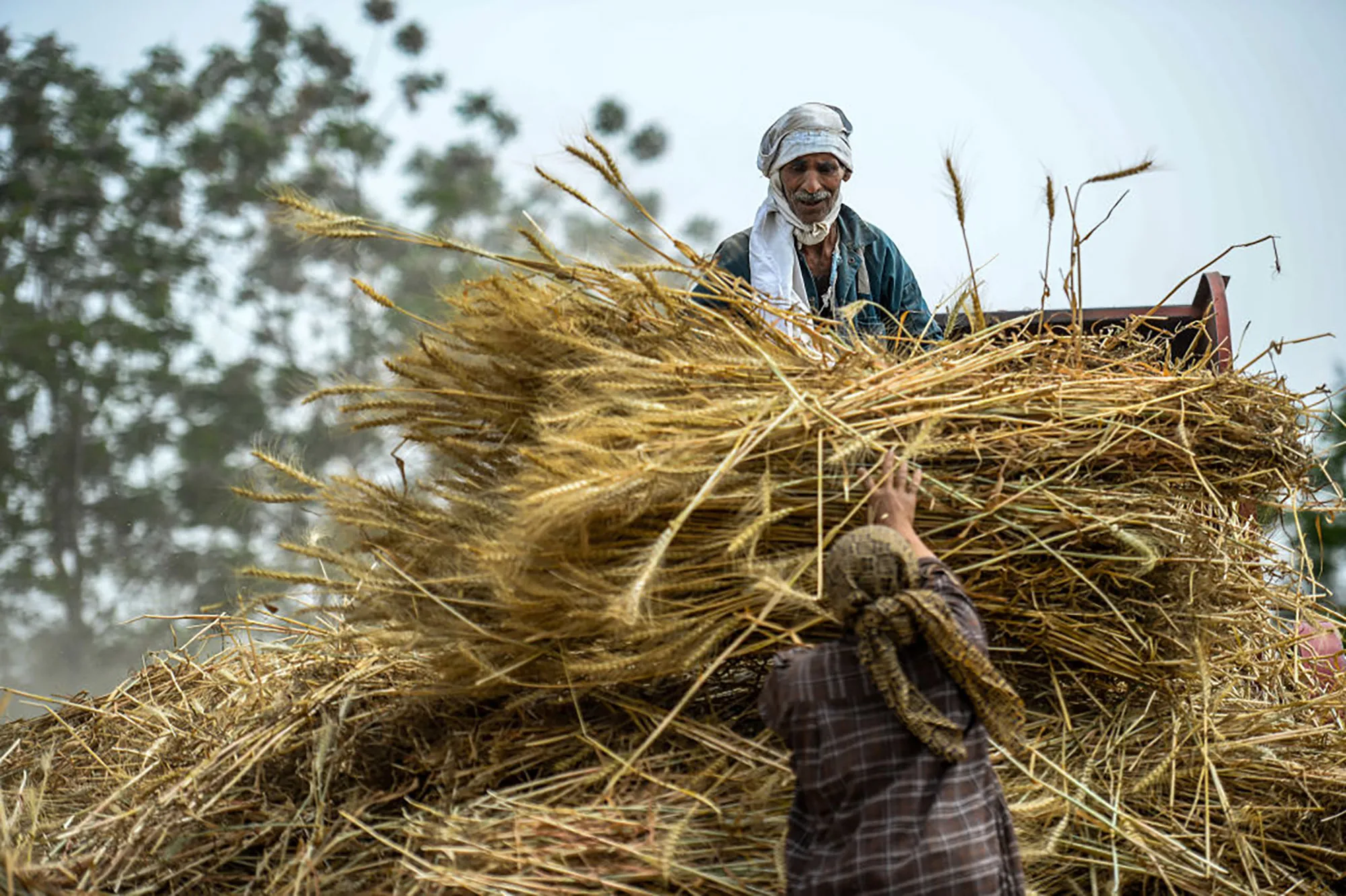 Egyptian farmers harvest wheat in Saqiyat al-Manqadi village in the northern Nile Delta in 2019.