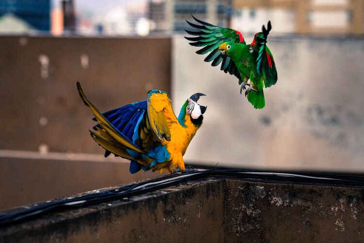 VENEZUELA MACAWS