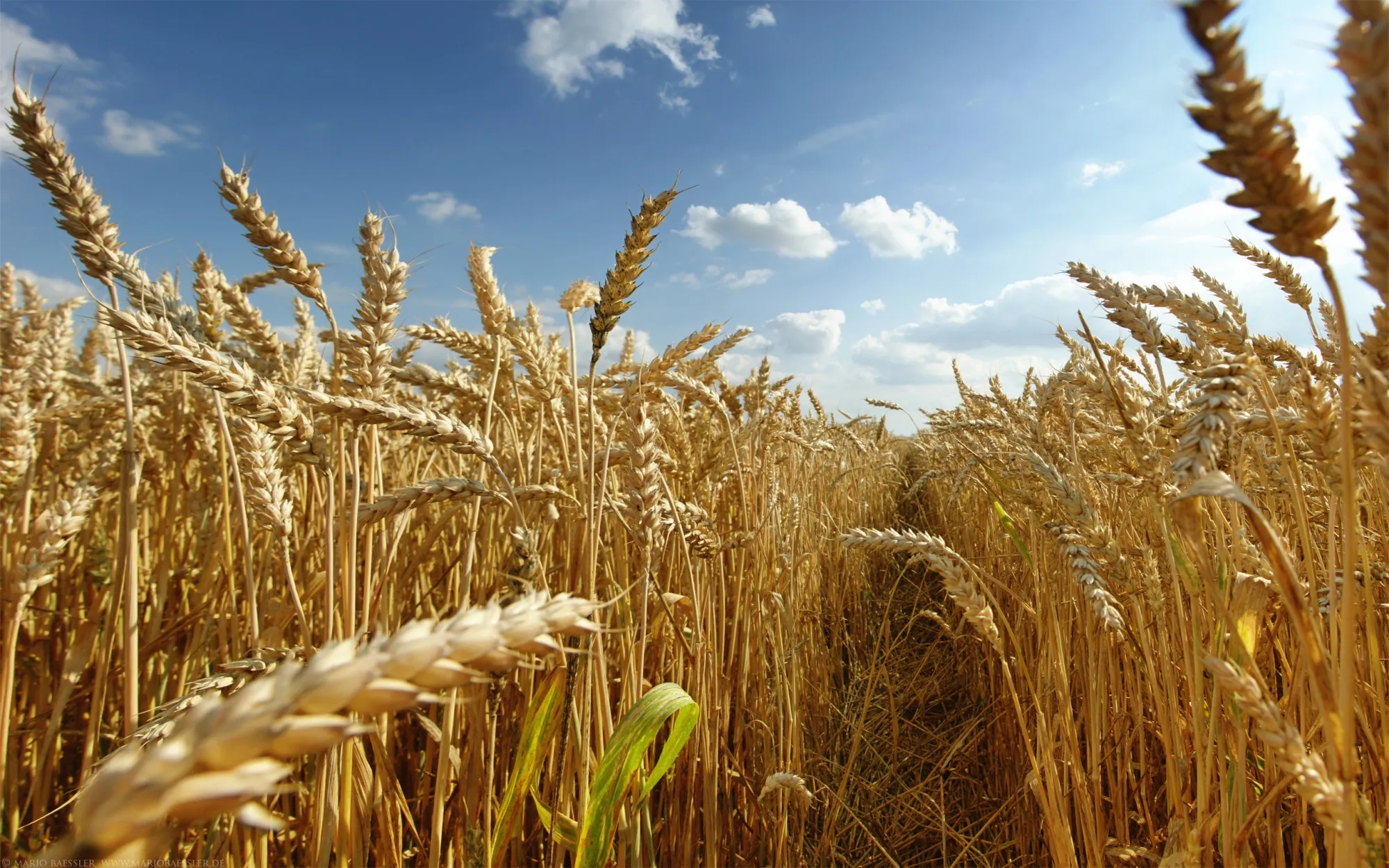 Wheat is being weaponized —&nbsp;again.