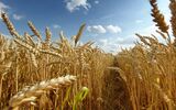 Close-up of wheat growing on field against sky