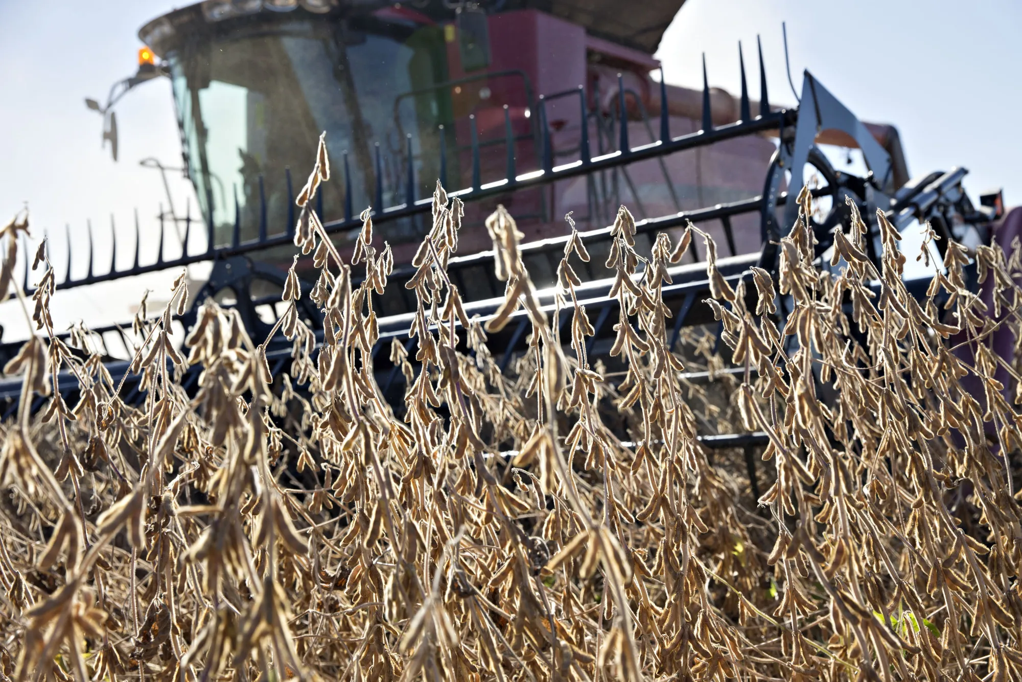 Soybeans are harvested with a combine harvester in Princeton, Illinois.