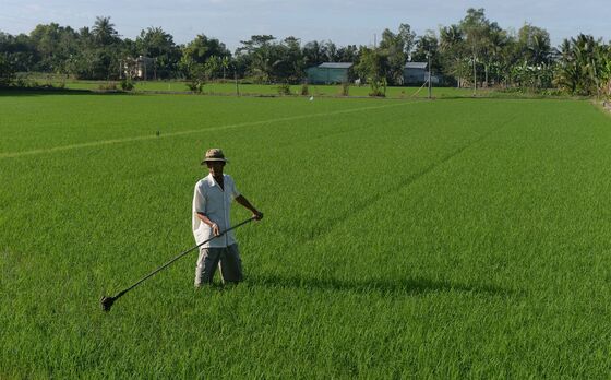 Spoiling Rice in Vietnam Show Perils of Food Protectionism