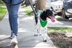 All Those Pandemic Puppies Mean Business for Dog-Walking Apps